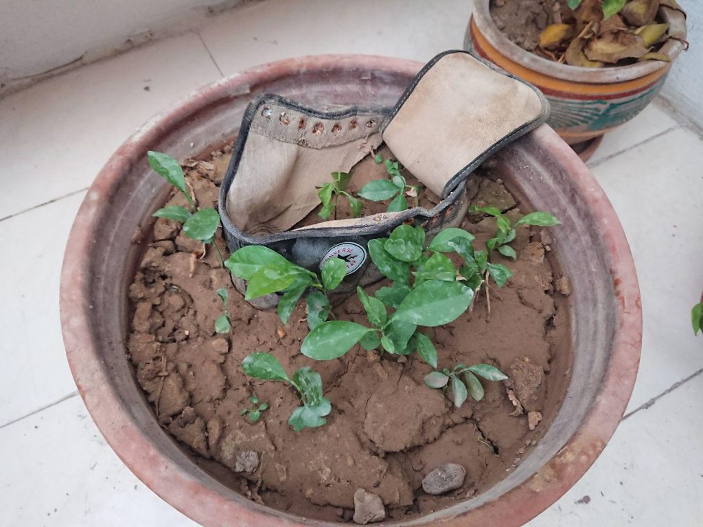 ستاره های گمشده