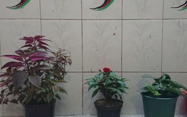 Grandma's plants