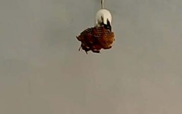 bees