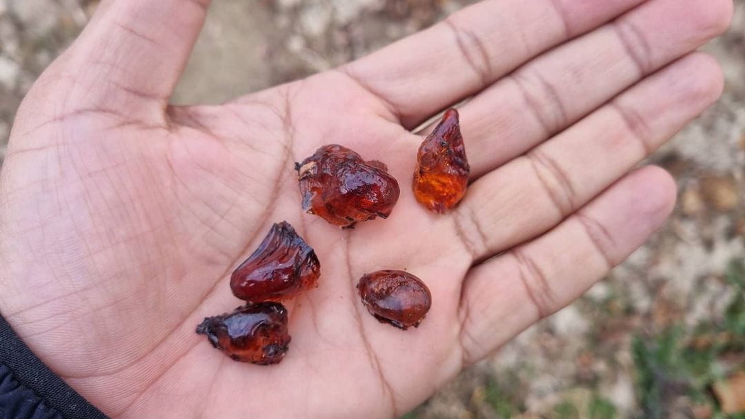 نادر موسوی