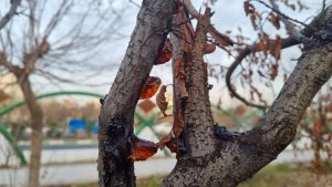نادر موسوی
