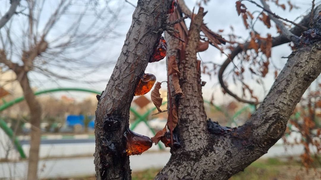 نادر موسوی